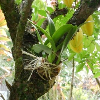 Keluarga Anggrek Orchidaceae Horteens Dunia Tanaman  Hias 